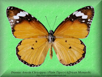 91-butterfly-Danaus-Anosia-Chrysippus-(Plain Tiger)-(Affrican Monarch)